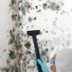 Black-Mold-Remediation-Federal_Way