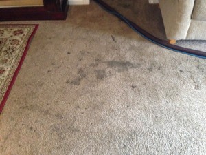 Dirty-Carpet-Federal_Way-WA