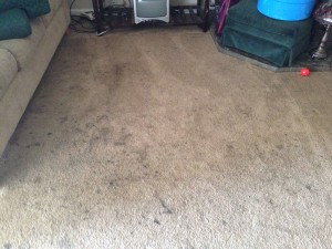 Federal_Way-Dirty-Carpet