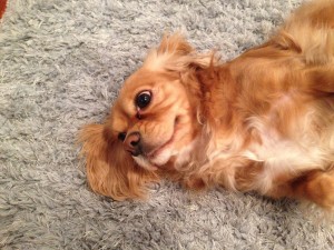 Federal_Way-Dog-Poop-Cleaning
