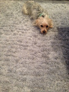 Federal_Way-Dog-carpet-clean