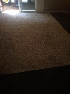 Federal_Way-Fleas-Cleaning