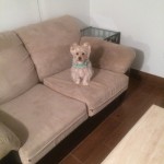 Federal_Way-Sofa-Pet-Stain-Cleaning