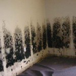 Mold-Removal-Federal_Way