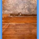 Wall-Mold-Removal-Federal_Way
