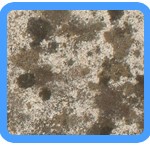 Water-Mold-Removal-Federal_Way